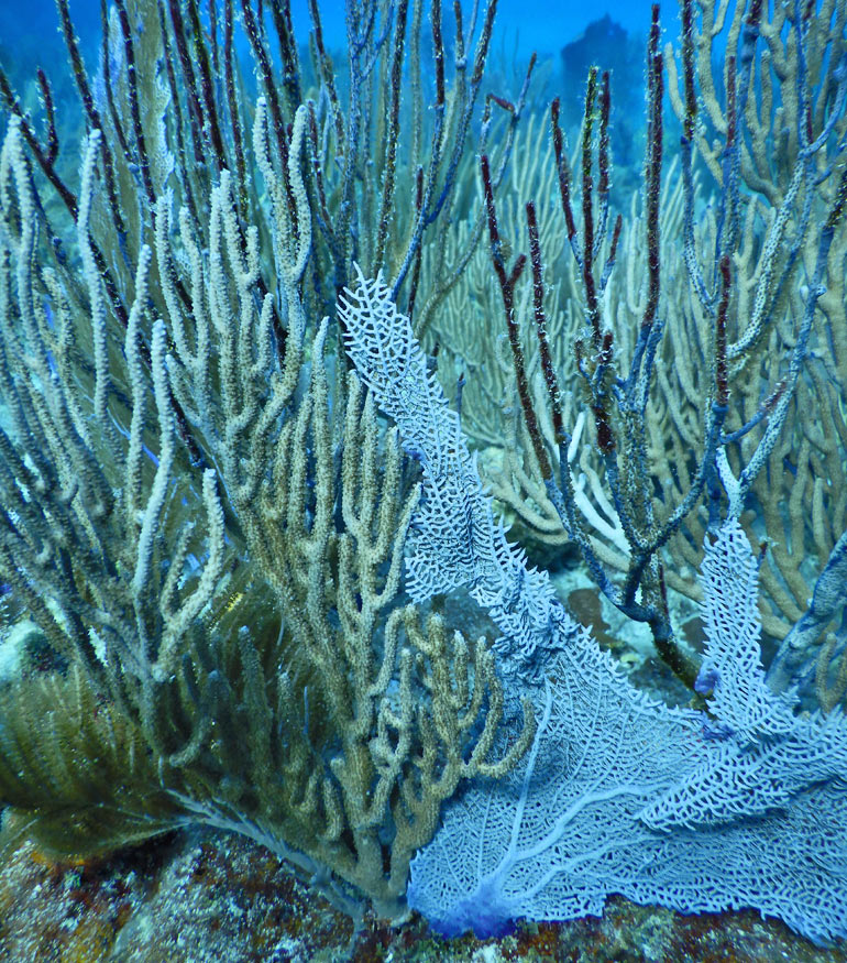 damaged gorgonian coral