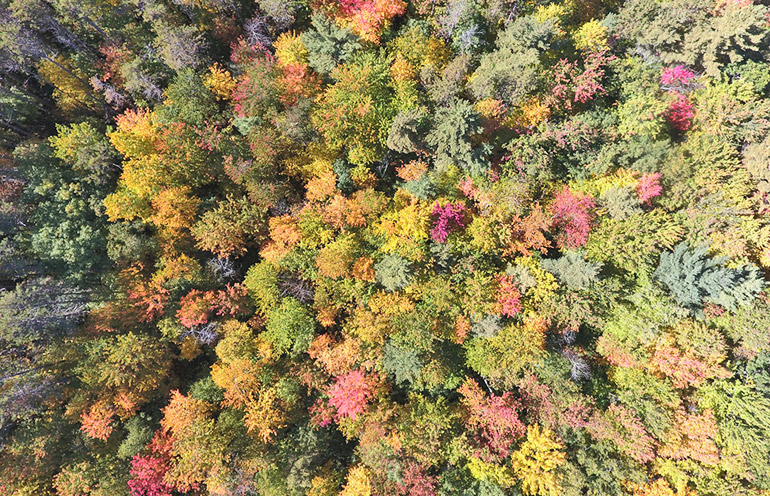 overhead image of Harvard Forest