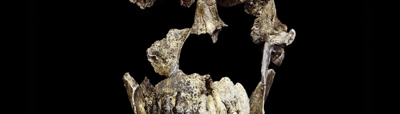 homo naledi skull