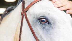 eye of horse in bridle