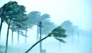 hurricane winds bend palm trees