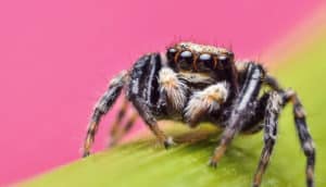 jumping spider on pink (predators concept)