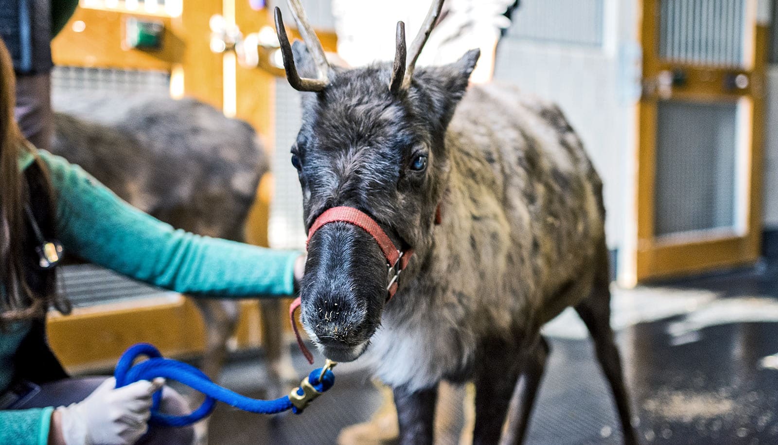 Little Buddy the reindeer