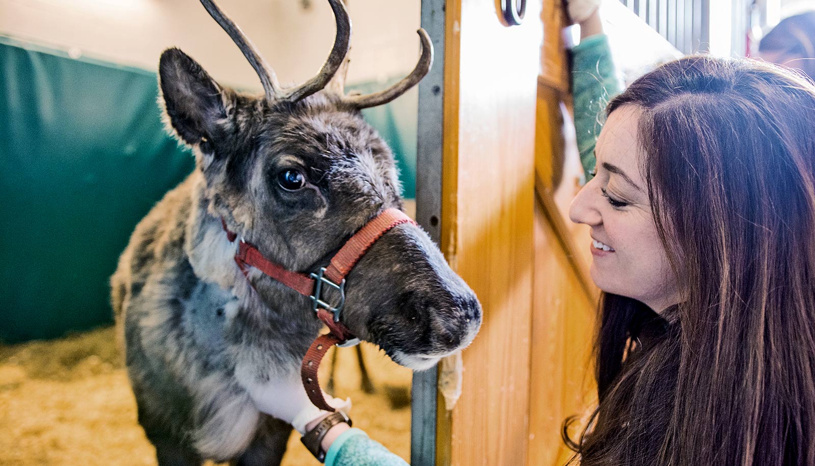 Little Buddy the reindeer with vet