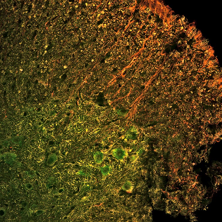 A cross-section of mouse spinal cord tissue