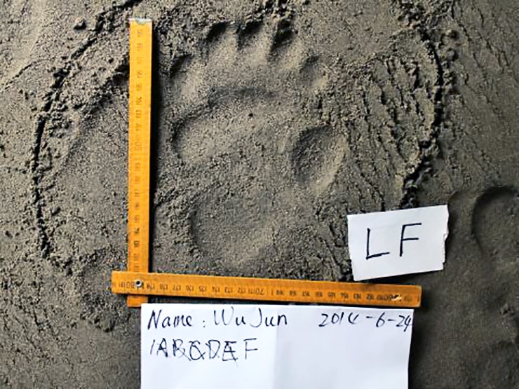 panda footprint