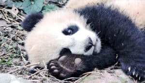 panda on its side (panda footprints)