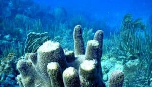 damaged pillar coral
