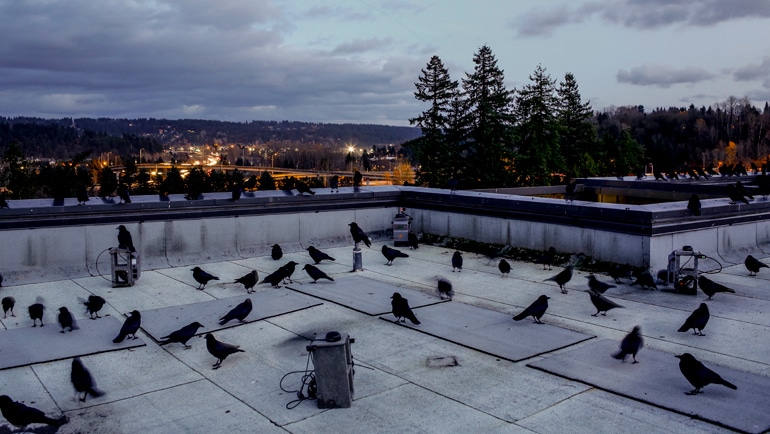 crows on rooftop
