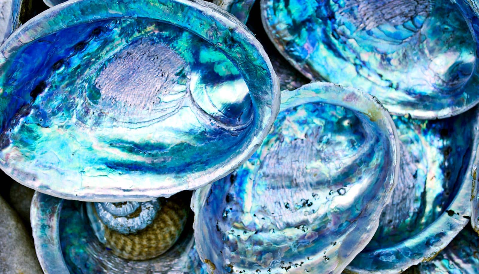 How natural materials like teeth and shells stay tough - Futurity