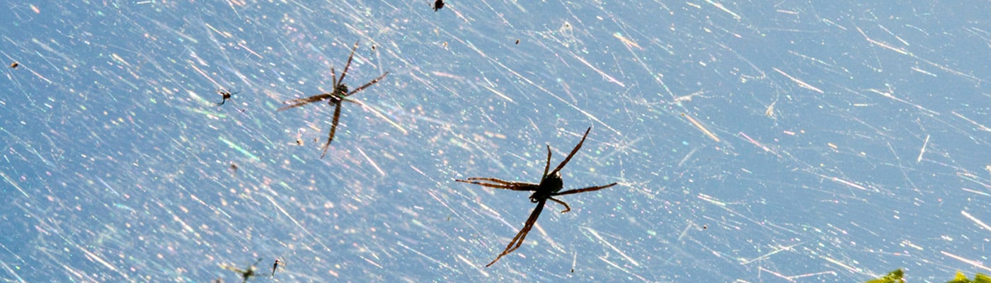 spiders in web