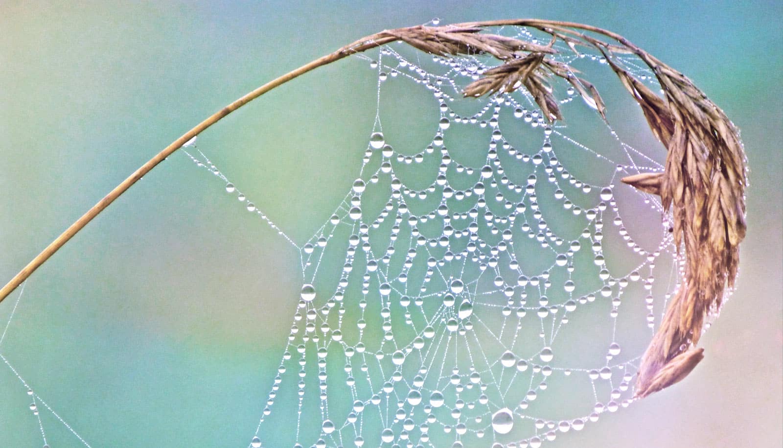 Spider legs build webs without the brain's help – providing a model for  future robot limbs