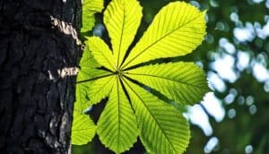 sun-like leaf (photosynthesis concept)