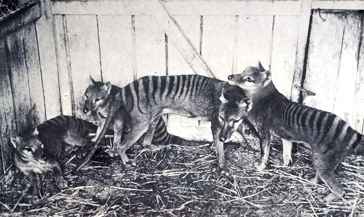 Tasmanian tigers