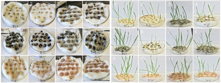 wheatgrass nanotube experiments