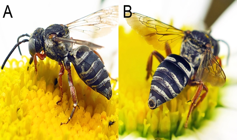 new bee species, Triepeolus eliseae