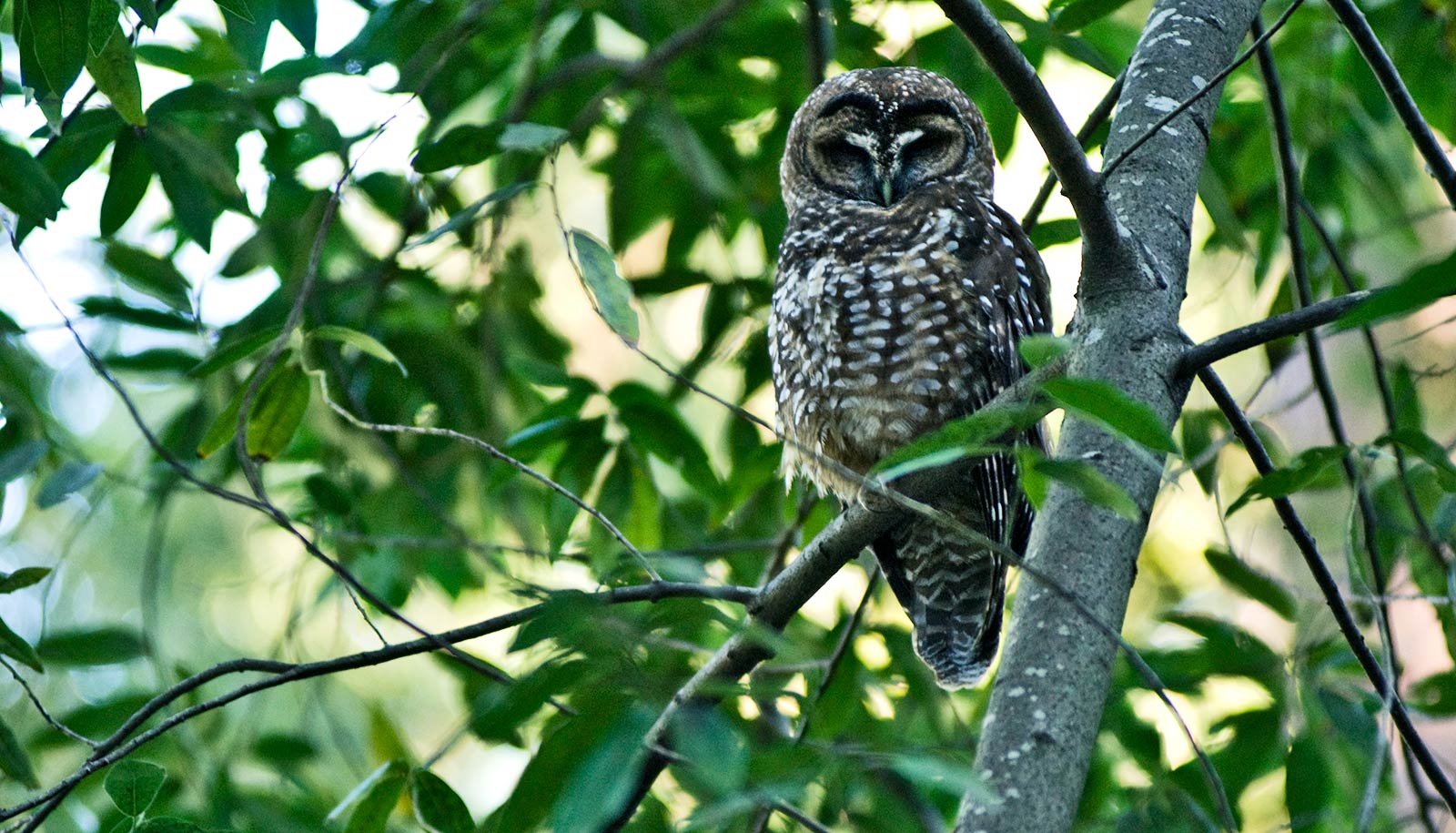 adult northern spotted owl