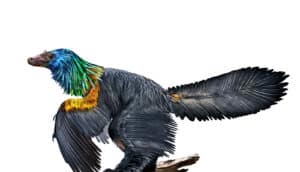 Caihong juji dinosaur (rainbow)