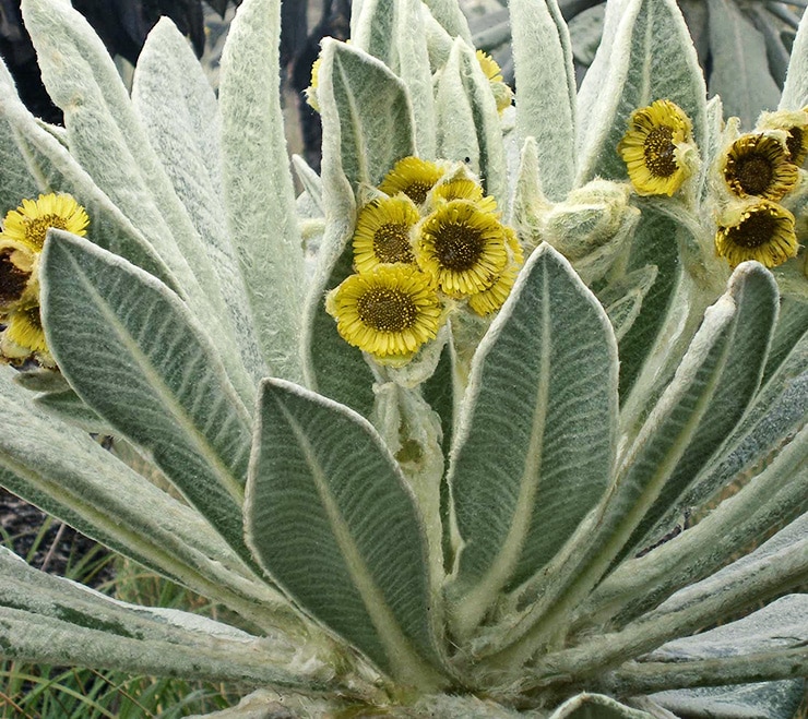 Espeletia pycnophylla with flowers