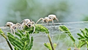 S. dumicola spiders