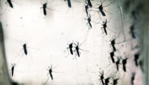ae. aegypti mosquitoes in lab