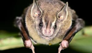 bat face close up (bats and diet)