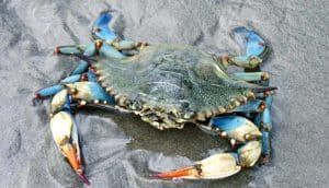 blue crab on sand (crabs concept)