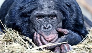 bonobo with hand on face (bonobos)