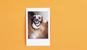 dog polaroid on orange #memoriesindna