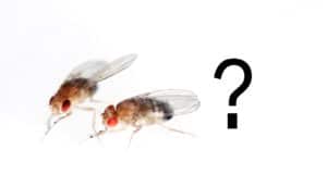 two fruit flies and a question mark