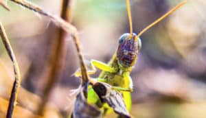 grasshopper looking over leaf