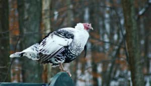 heritage turkey perches