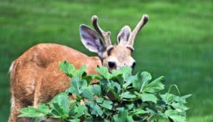 deer peeking from behind shrub