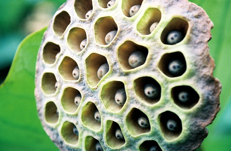 lotus frø pod fyldt med huller forårsager trypophobia