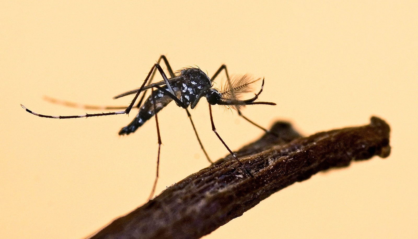 Scientists aim to turn off mosquito genes for biting Futurity