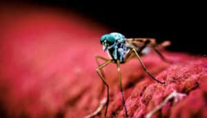 mosquito on red clothing