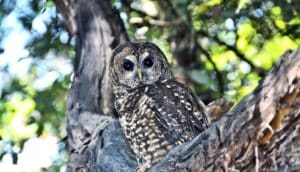 northern spotted owl