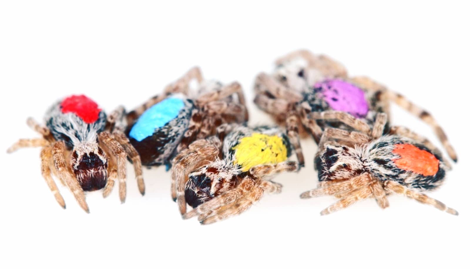 hand-painted spiders