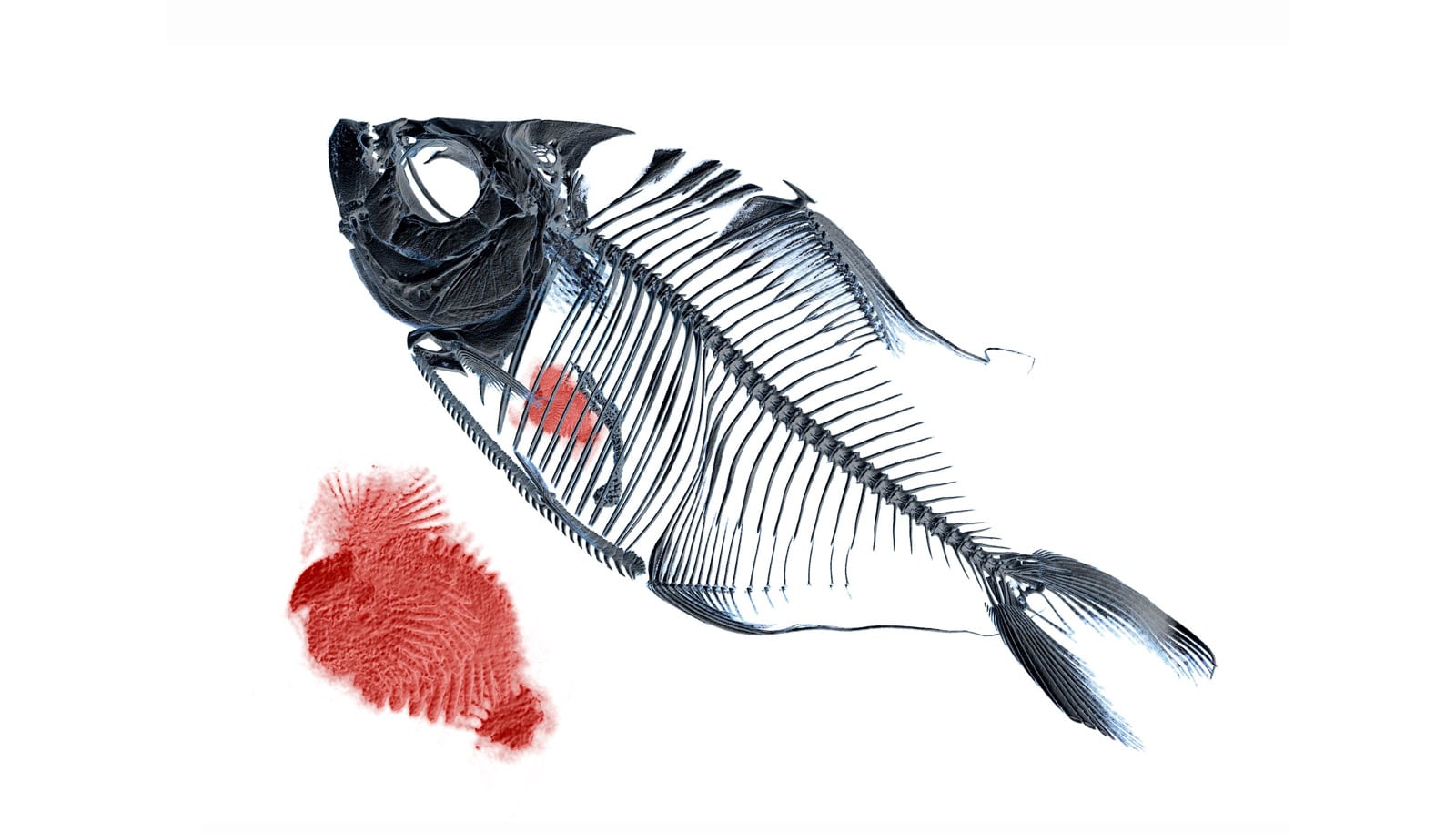 These fish eat the scales they ram or pry off others Futurity