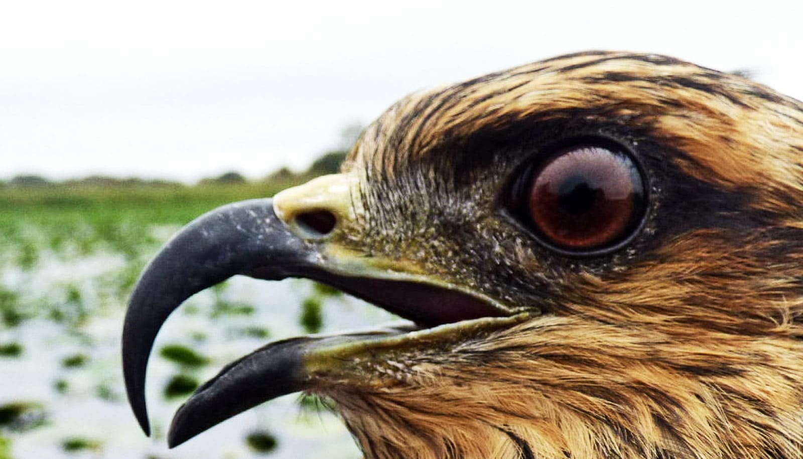 Endangered birds get bigger beaks to eat invasive snails Futurity
