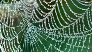 spider web with water droplets on it (diabetes implant concept)