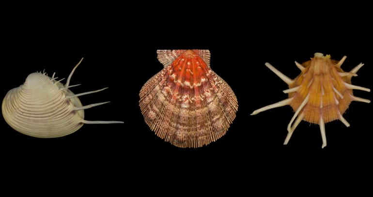 three bivalves on black