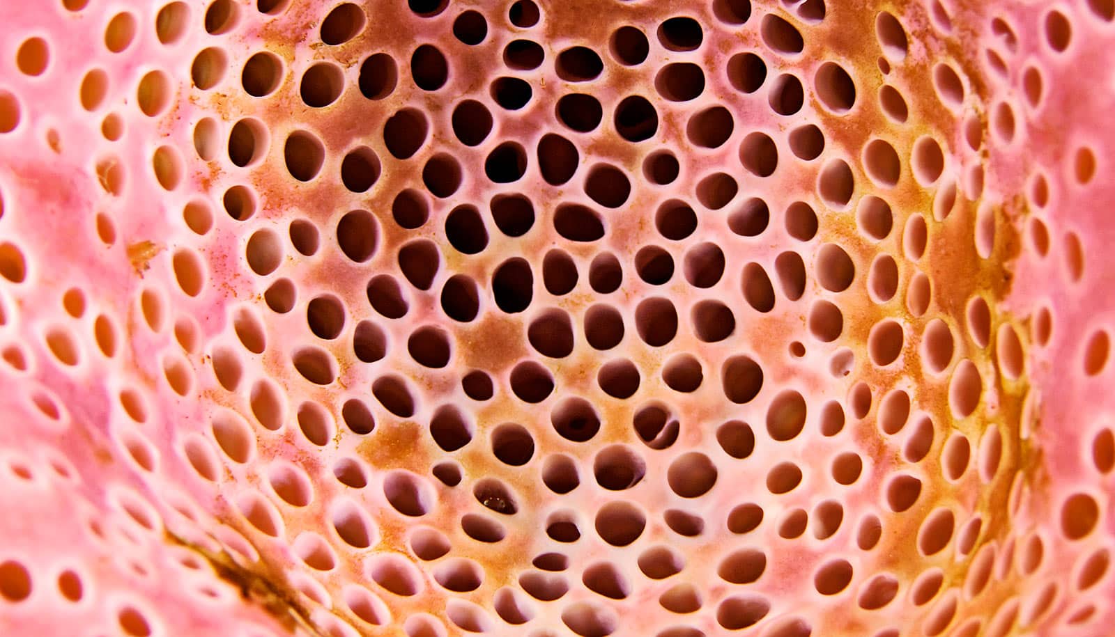 sponge-holes-trypophobia_1600.jpg