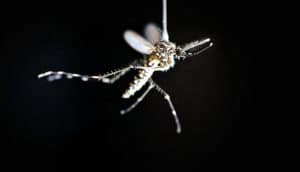 tethered mosquito