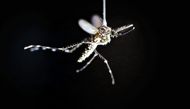 tethered mosquito