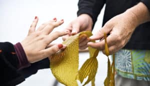 hands holding kelp