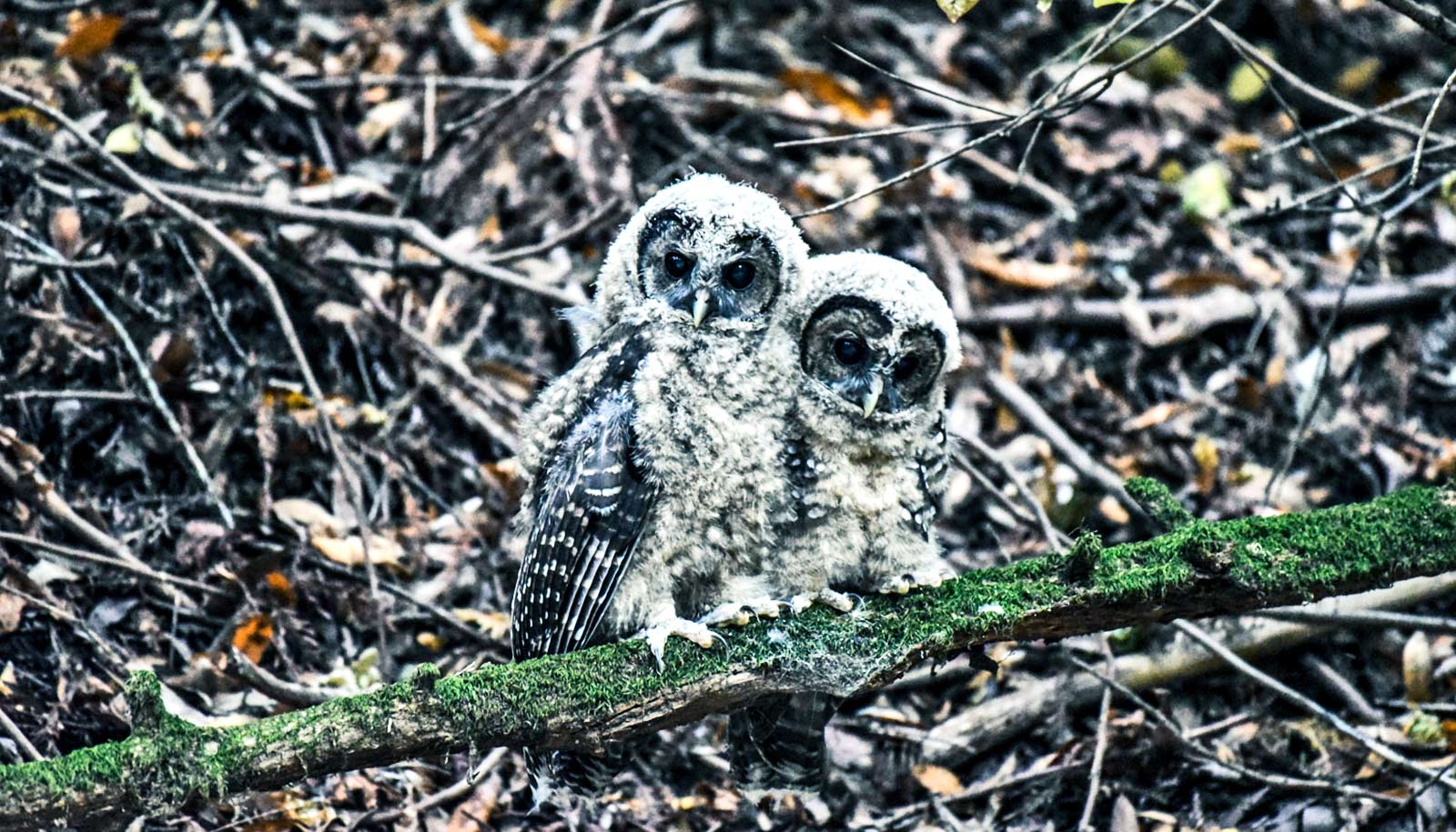 two juvenile spotted owls