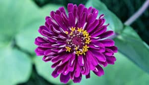 zinnia flower (vascular plants database concept)