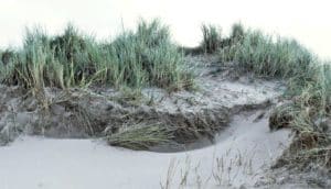 invasive beachgrass