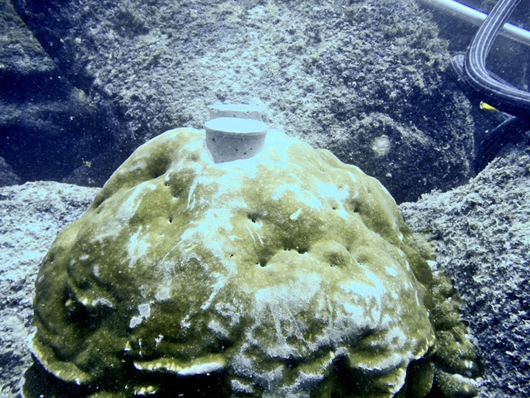 coral plug